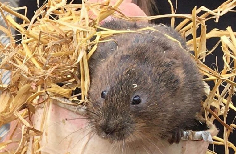 Water voles thriving in Ewell’s Hogsmill