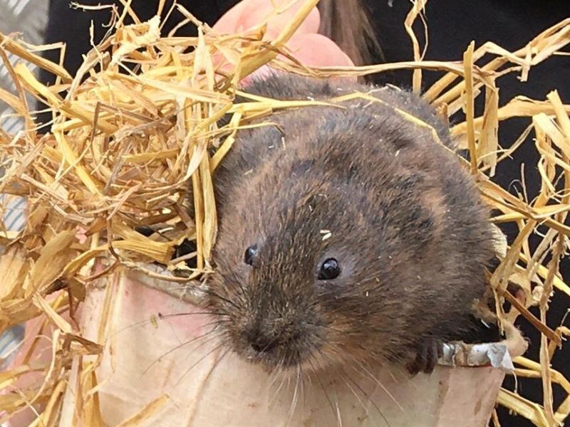 A water vole