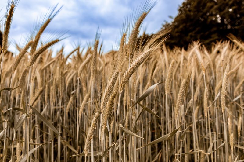 Wheat stock image (Credit: Pixabay)
