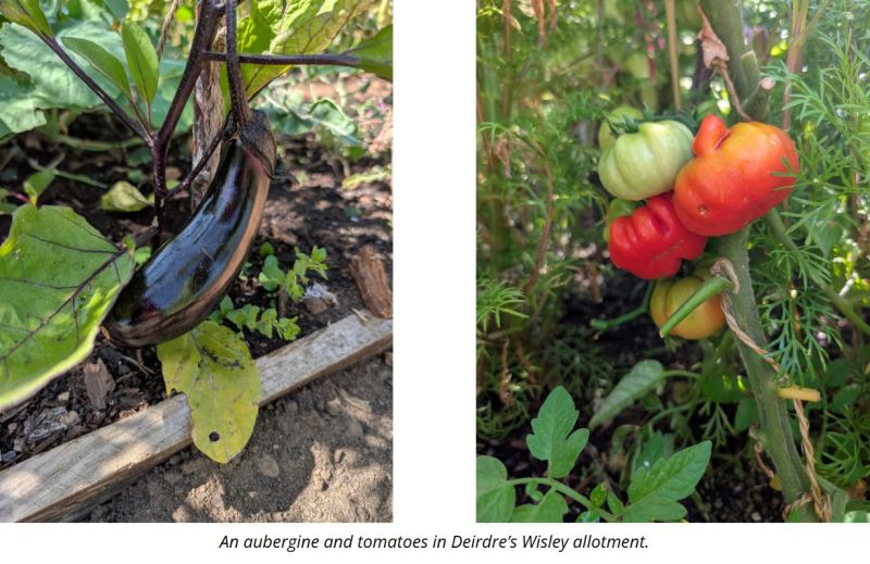 Deirdre's allotment.