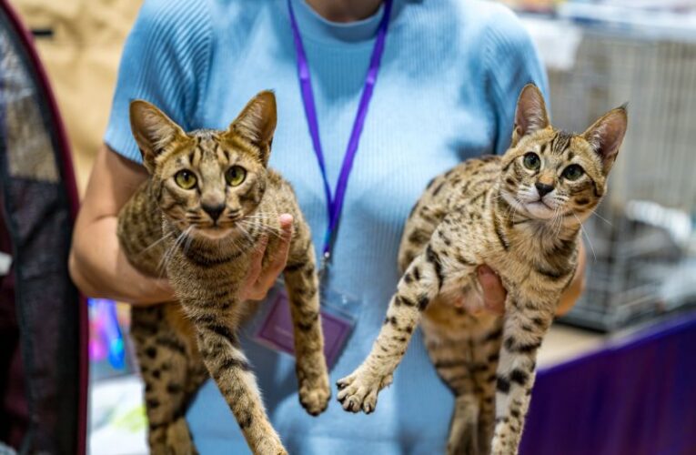 Cats come to Leatherhead