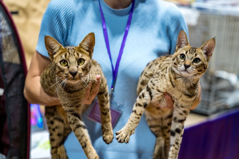Two Bangali cats