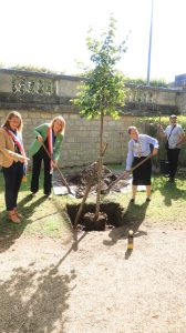 Mayoral tree planting. Epsom news