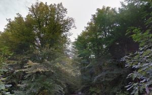 Trees Surrey (Credit: Google Maps)