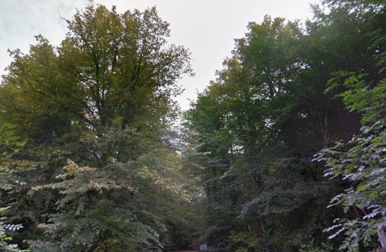Trees Surrey (Credit: Google Maps)